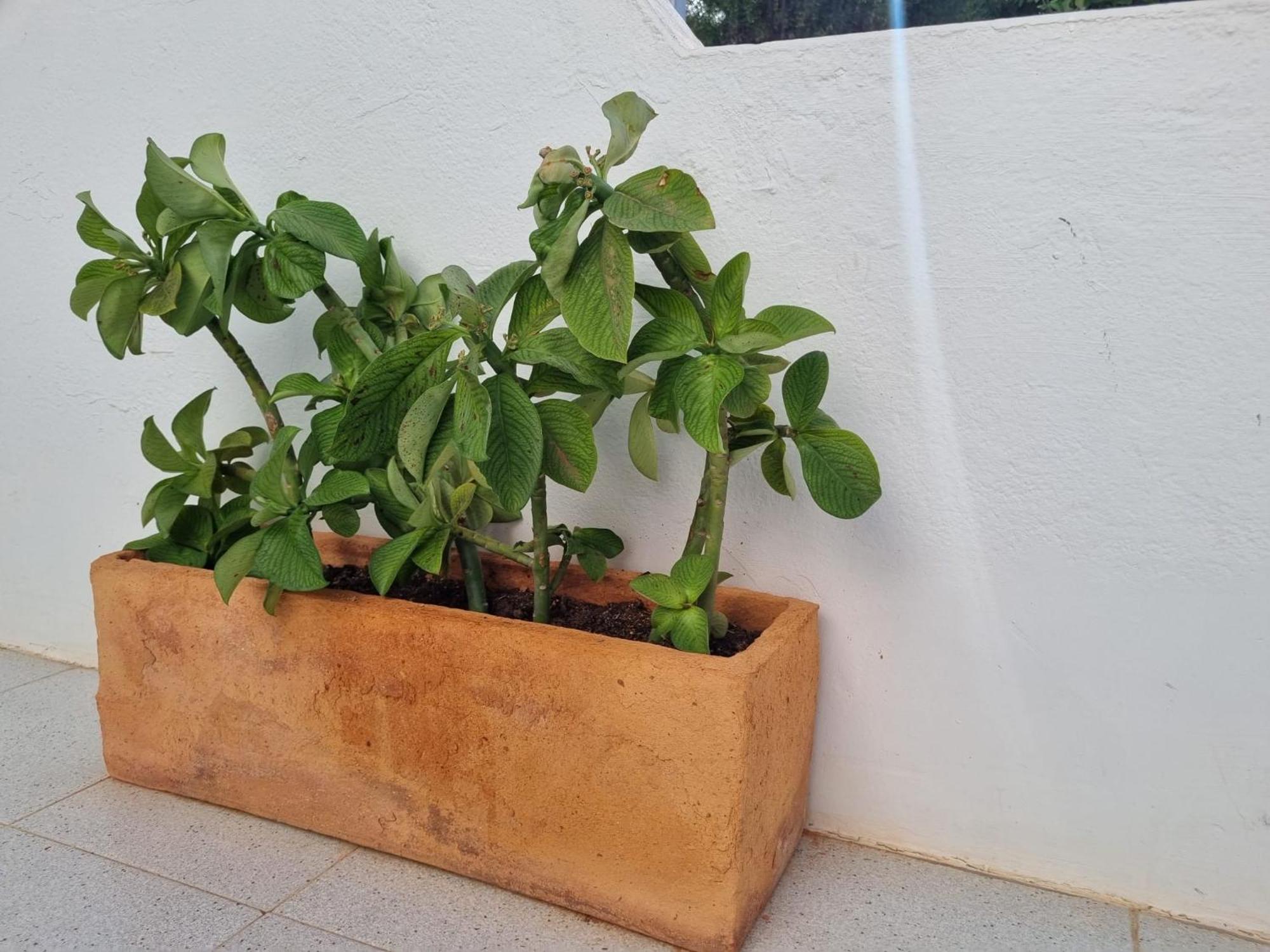 La Casa De Las Palomitas Corralejo Dış mekan fotoğraf
